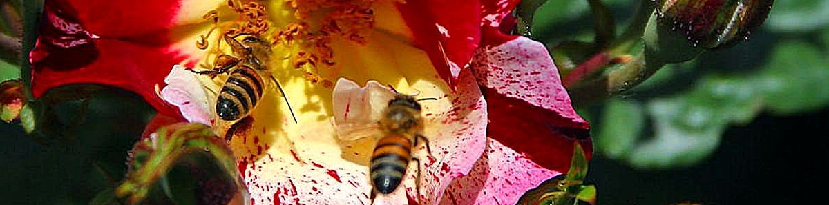 beesroses