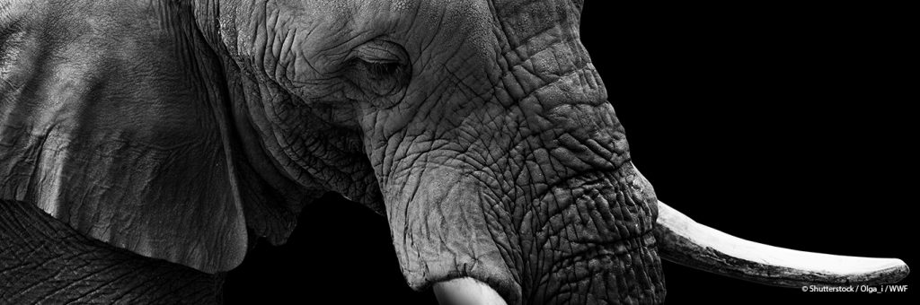 wwf-lpr-header
