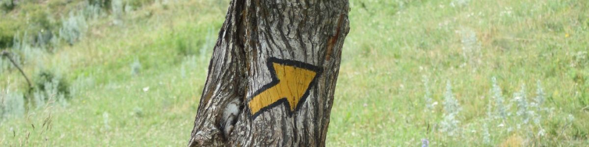 fleche-arbre