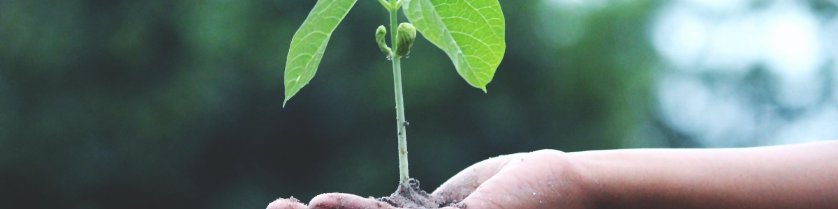 Plante